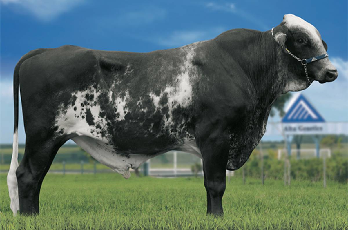 DRAGÃO FIV WILDMAN DA TROPICAL