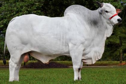 JAYAMU DA MATINHA