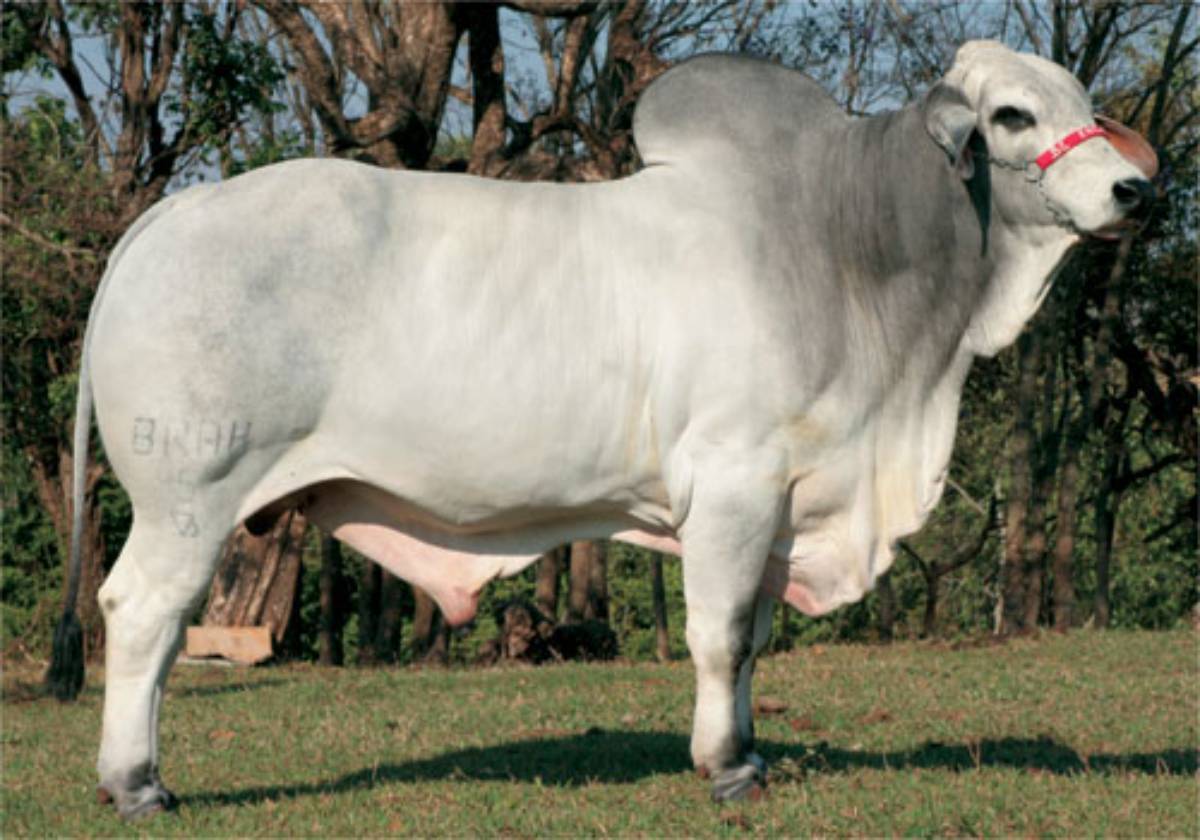 ARIEL BRAHBOS POI
