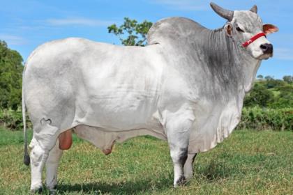 LAREDO FIV MATINHA