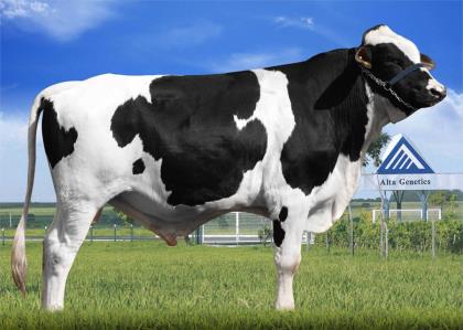 GOLD GOLDWYN RPM DA SANTO ANTÔNIO 3_4