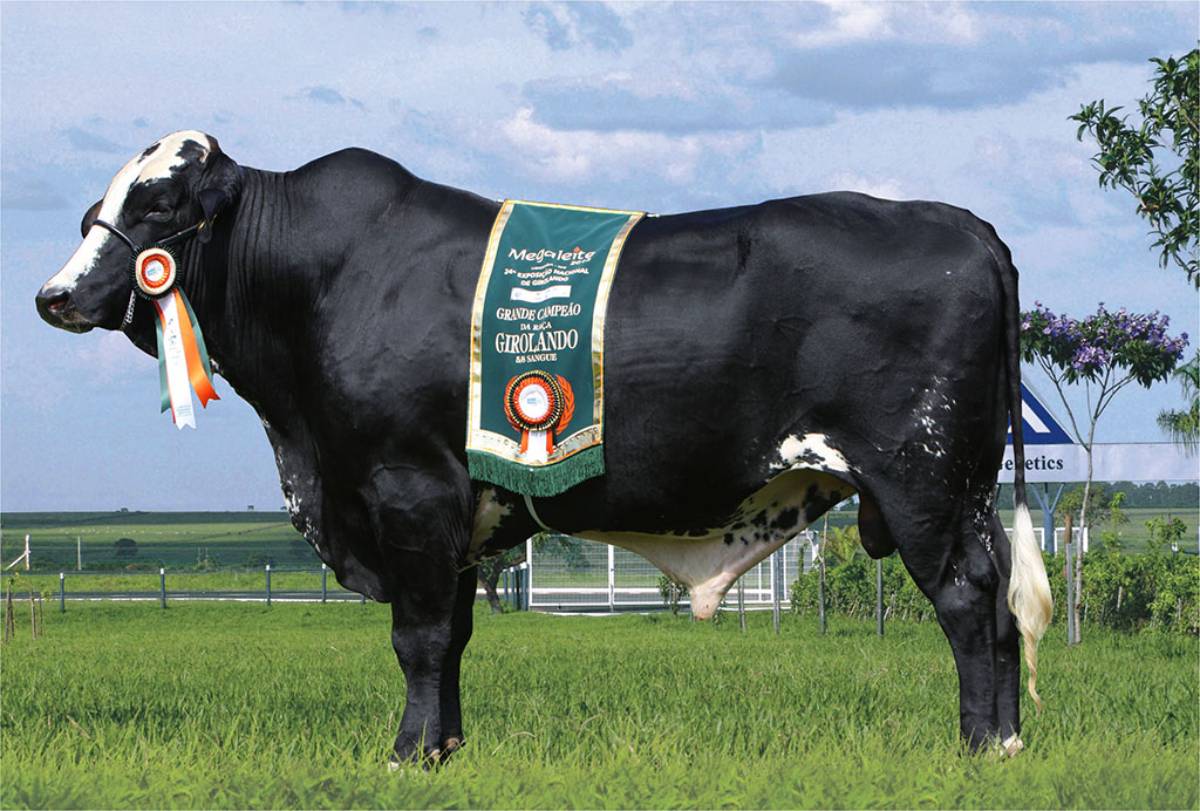 IMPERADOR BAXTER VOLTA FRIA 5_8