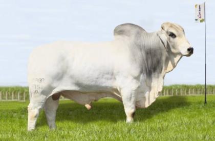 CABR EIK 1151