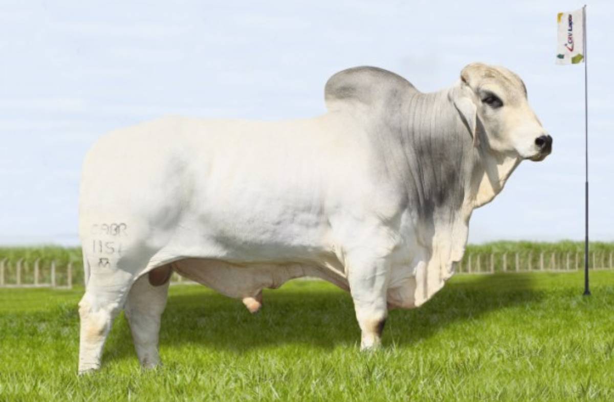 CABR EIK 1151