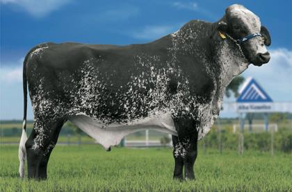JAGUNÇO VIII FIV SHOTTLE ALEGRE