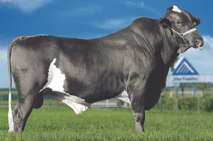 JÚPITER FIV RINCÃO SÃO MARCOS 5_8 PS