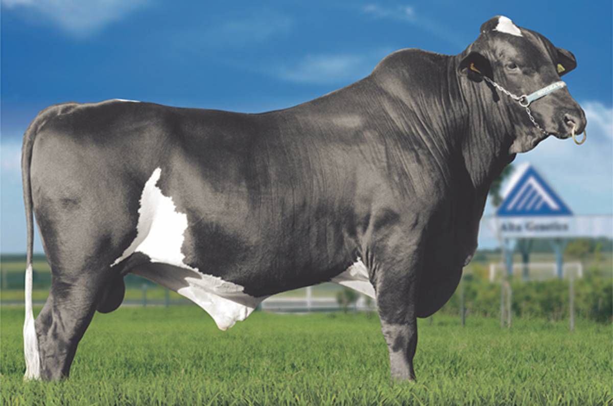 JÚPITER FIV RINCÃO SÃO MARCOS 5_8 PS