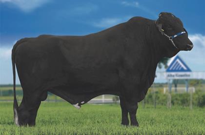 ROCKY GOLDWYN FIV RDMS 5_8
