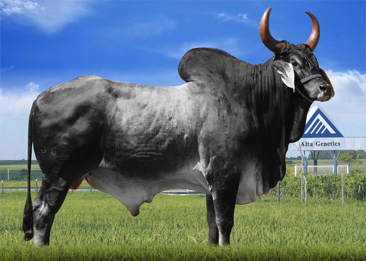 BOIEIRO IBITURUNA
