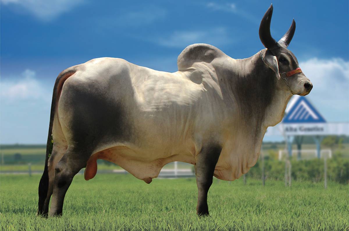 DOM FIV BOA FAMÍLIA