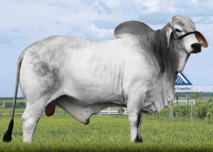 GOOD BRAHMANIA 1068