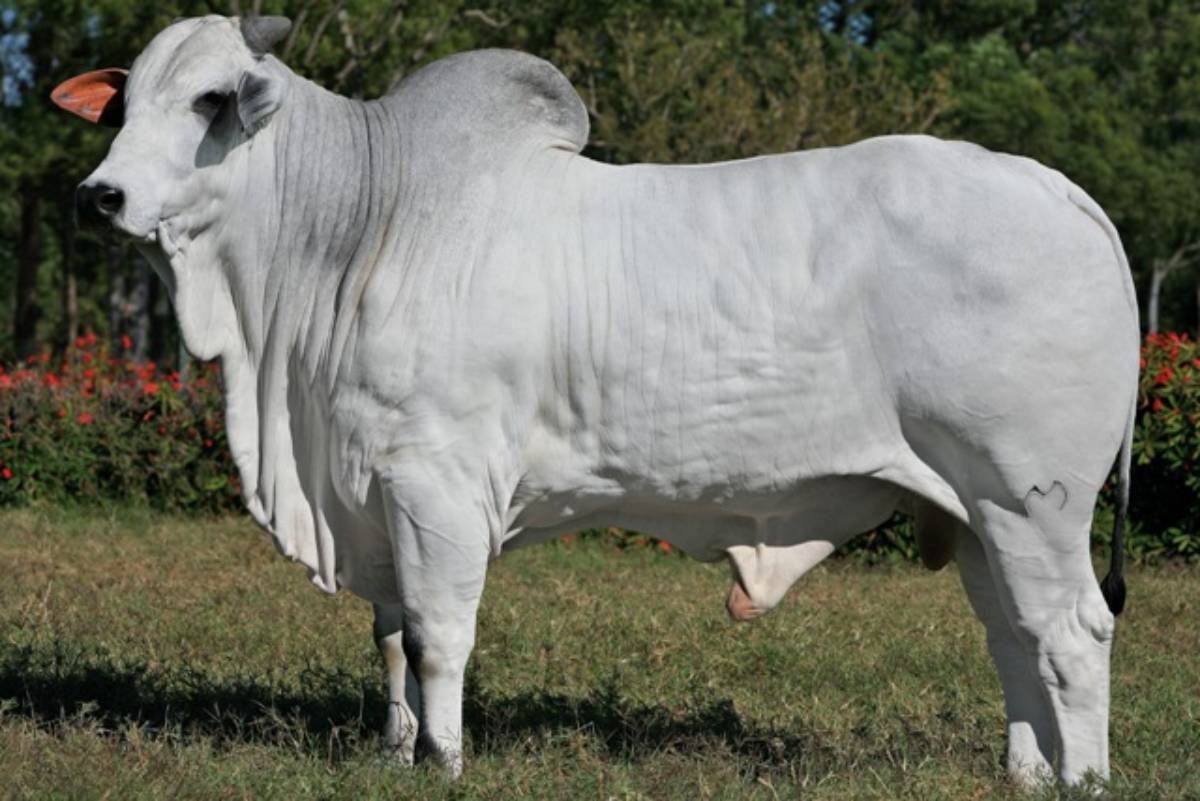 LUGANO MATINHA
