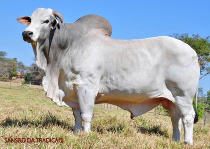 SANSÃO DA TRADIÇÃO