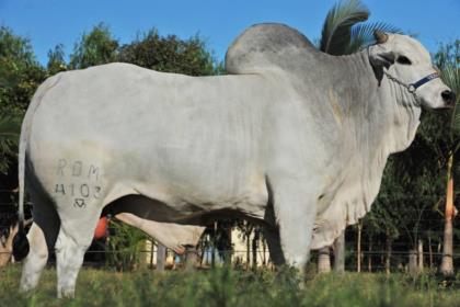 MAIORAL FIV DA MATINHA