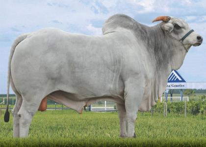 MARLBORO D2492 DA MN