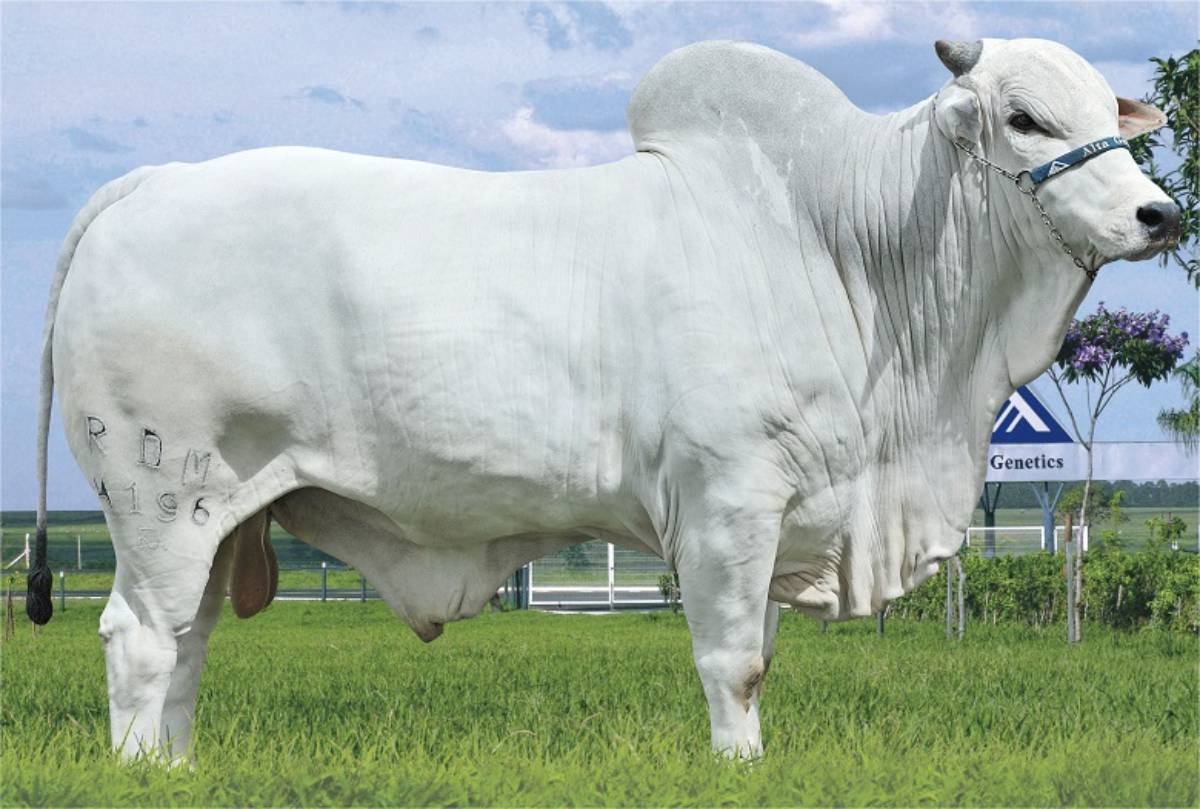 MAXIMUS MAT
