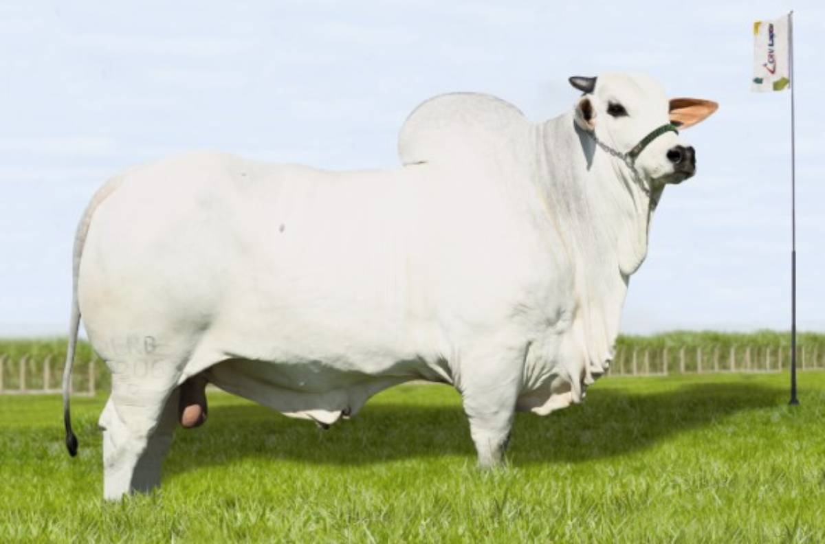 MYNGER