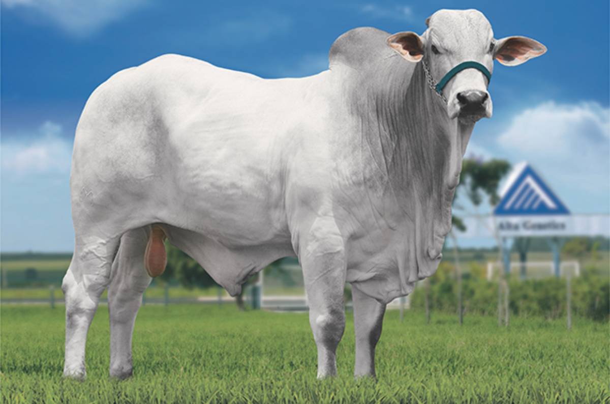 NASIK FIV MATINHA