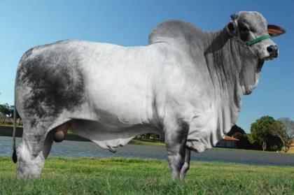 NAVARRO FIV BURITI