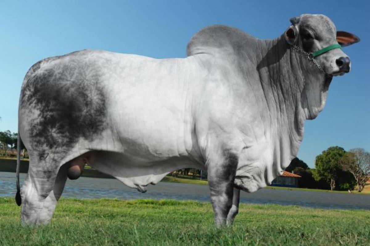 NAVARRO FIV BURITI