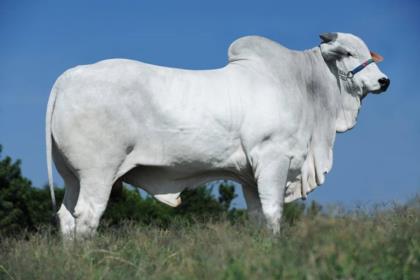 OSIRES FIV AGROPEVA