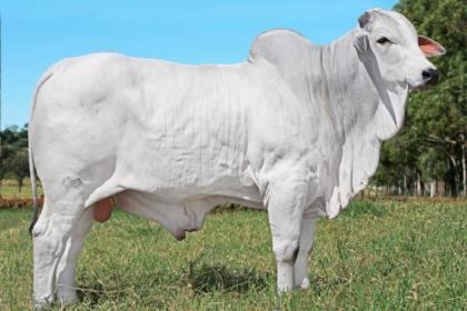 PONDERAL MATINHA