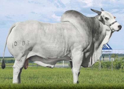 QLT DAKOTA SS 10803