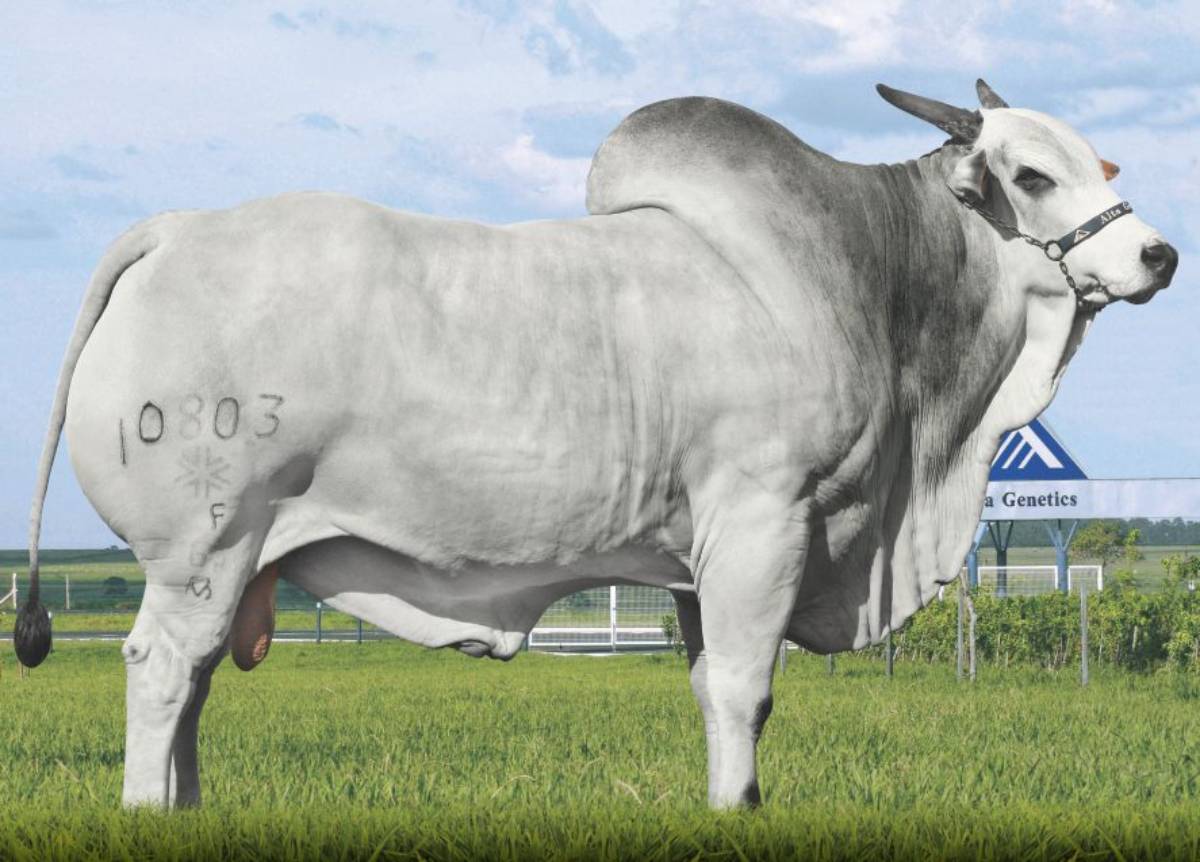 QLT DAKOTA SS 10803
