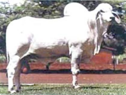 SIBILINO DE TABA