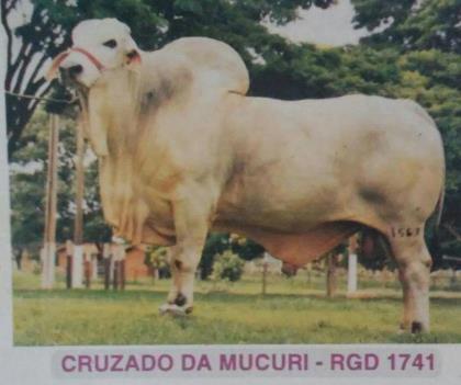 CRUZADO DO MUCURI