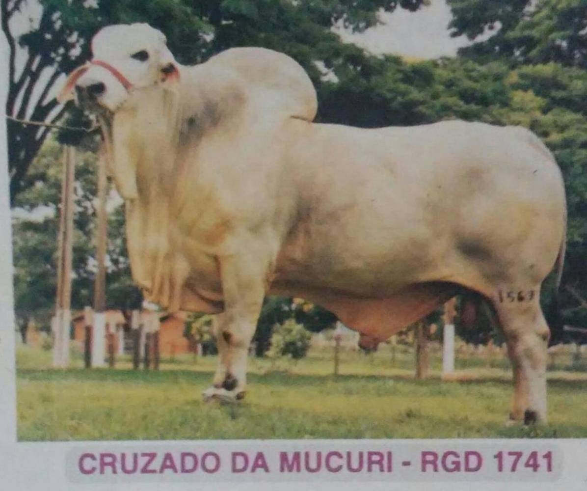 CRUZADO DO MUCURI