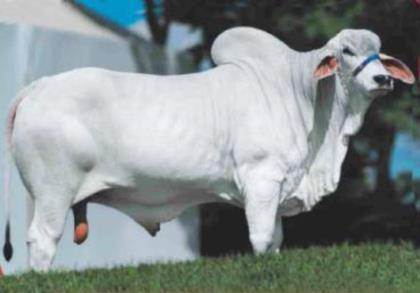 FLAVO DE TABA