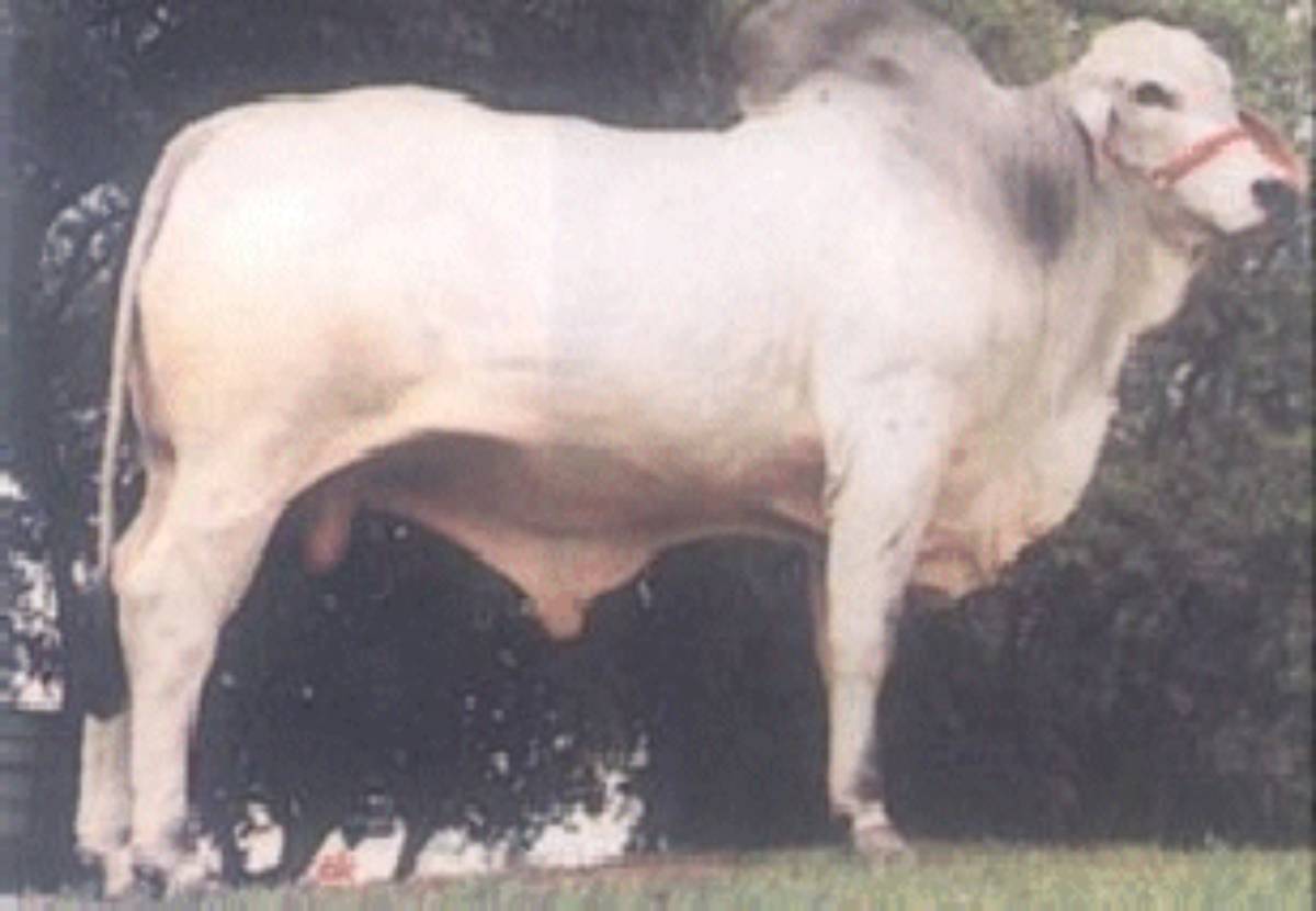 JATAI TE DO MUC.