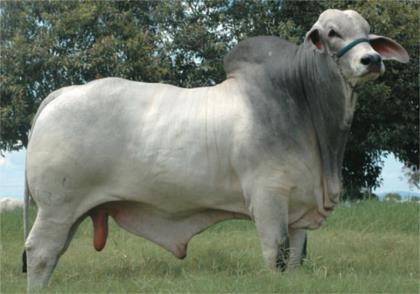 HEBRAICO FIV DA PALMEIRA