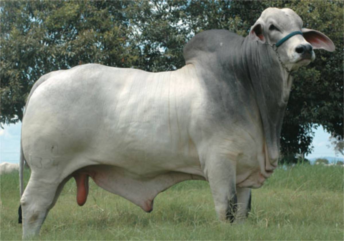 HEBRAICO FIV DA PALMEIRA