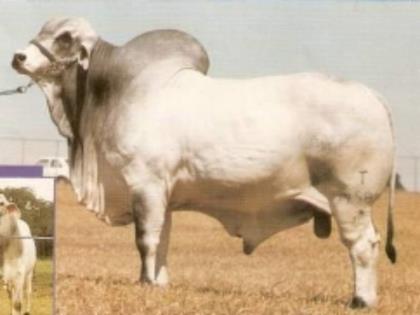 ILUMINISMO DE TABAPUÃ