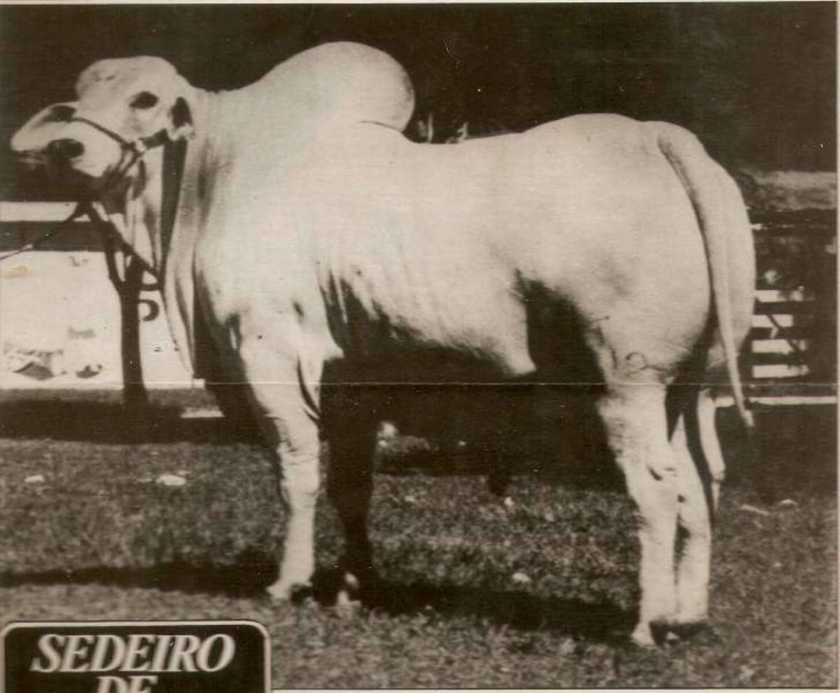 SEDEIRO DE TAB.