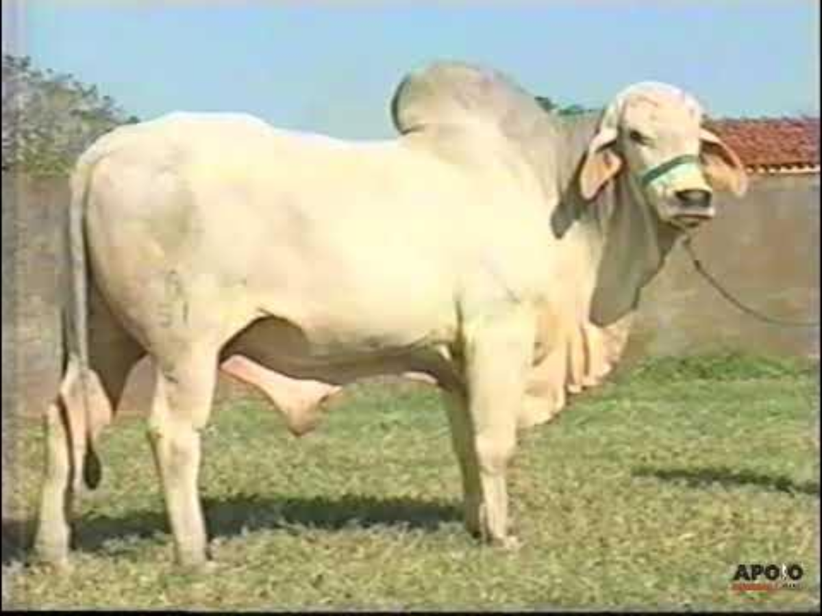APAGADOR DA PRATA - A51 1975