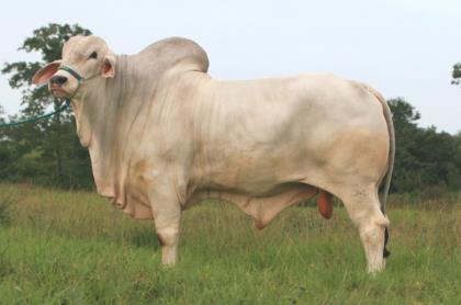 BELO TE SM DA AMAPA - SYME 15 