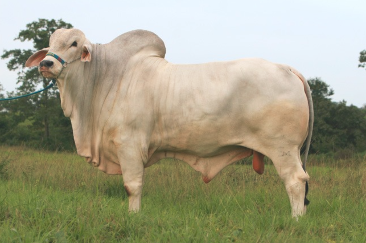 BELO TE SM DA AMAPA - SYME 15 