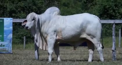 SOBERANO FIV DOGOIAS - GEGO 2166