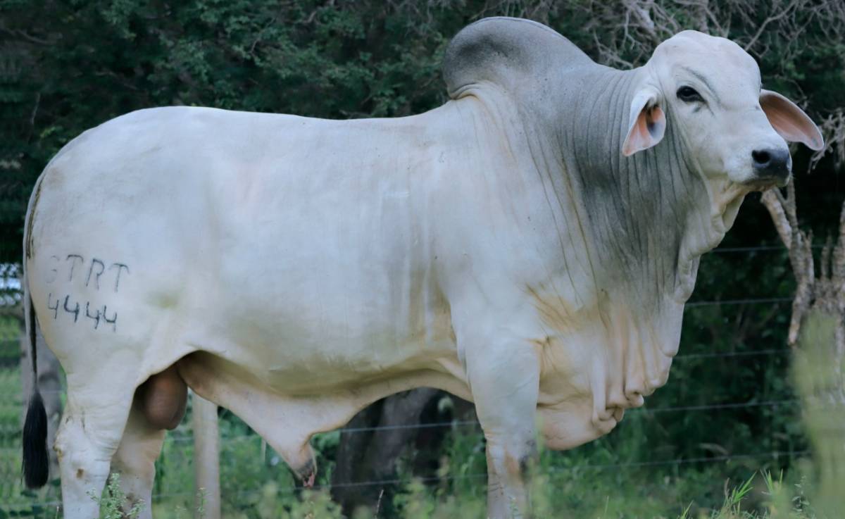 UTOPICO DE TABAPUA - GTRT 4444