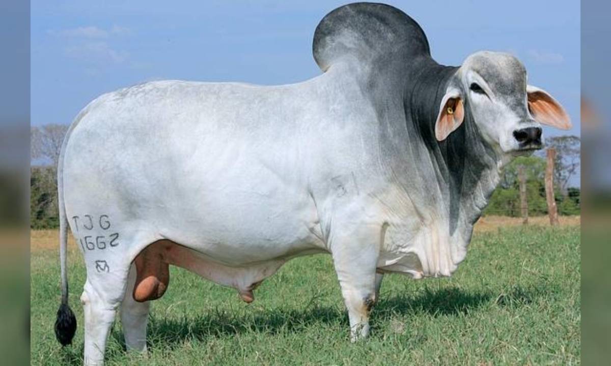 JATO TJG - TJG 1662